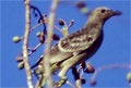 bowerbird photo