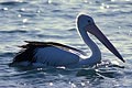 pelican/spoonbill/ibis photo
