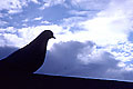 pigeon/dove photo