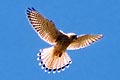 falcon/kestrel photo