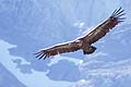 hawk/eagle photo