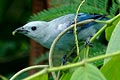 tanager photo