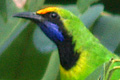 leafbird photo