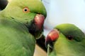 parrot/parakeet photo