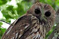 owl/nightjar photo