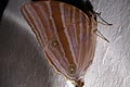 Nymphalidae - Satyrinae - Amathusiini etc.