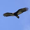 New World Vultures - Birds - Personal Museum of Natural History