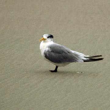 個人的博物館 カモメ ミフウズラのなかま 鳥類