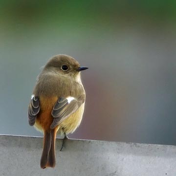 クロジョウビタキ