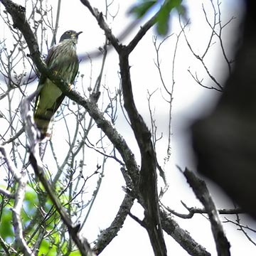 カッコウ亜科