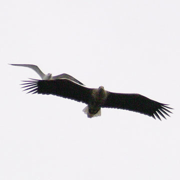 White-tailed Eagle - Birds - Personal Museum of Natural History