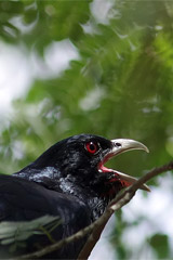 Asian Koel