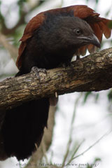 Greater Coucal