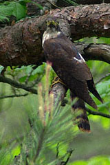 Rufous Hawk-Cuckoo