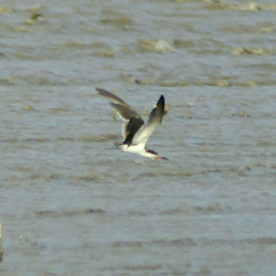 個人的博物館 カモメ ミフウズラのなかま 鳥類