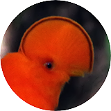 鳥の写真 個人的博物館