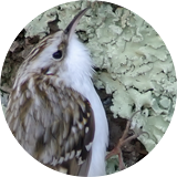 Eurasian Treecreeper