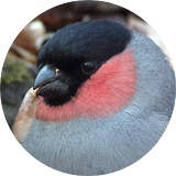 Eurasian BUllfinch