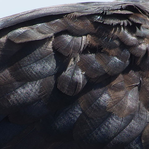 New World Vultures - Birds - Personal Museum of Natural History