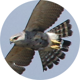 Grey-lined Hawk