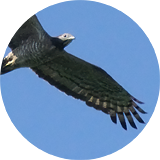 Oriental Honey-Buzzard