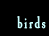 birds