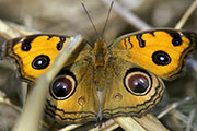 My image