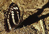 My image