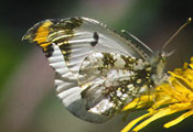My image