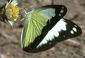 My image