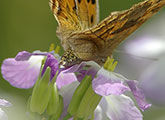 My image