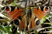 My image