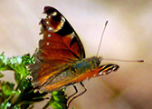 My image