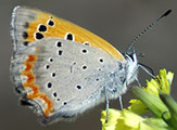 My image