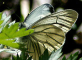 My image