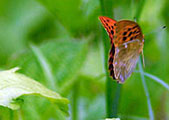 My image