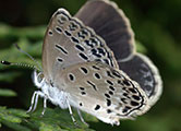 My image