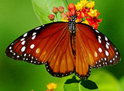 My image