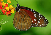 My image