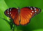 My image