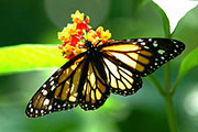 My image