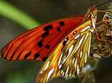 My image