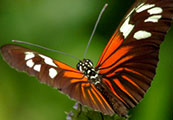 My image