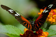 My image