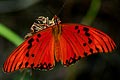 Nymphalidae - Heliconinae