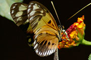 My image