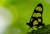 My image
