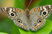 My image