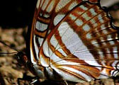 My image
