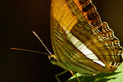 My image